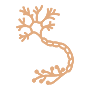 Peripheral Nerve Icon
